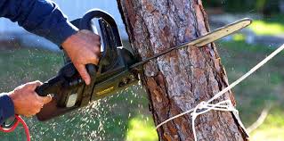 How Our Tree Care Process Works  in  East Highland Park, VA
