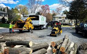 Best Organic Lawn Care Solutions  in East Highland Park, VA