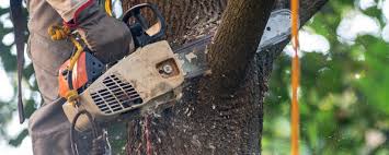 Best Tree Preservation Services  in East Highland Park, VA