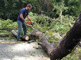 Best Lot and Land Clearing  in East Highland Park, VA