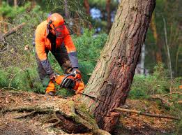 Best Pest Control for Lawns  in East Highland Park, VA