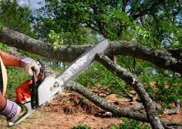 Best Lawn Maintenance Plans  in East Highland Park, VA