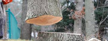 Best Commercial Tree Services  in East Highland Park, VA