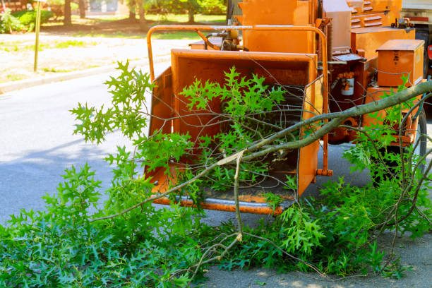 Best Firewood Processing and Delivery  in East Highland Park, VA
