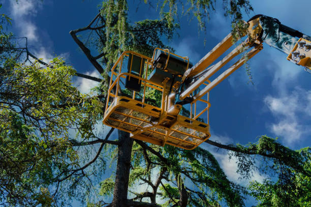 Best Arborist Consultation Services  in East Highland Park, VA