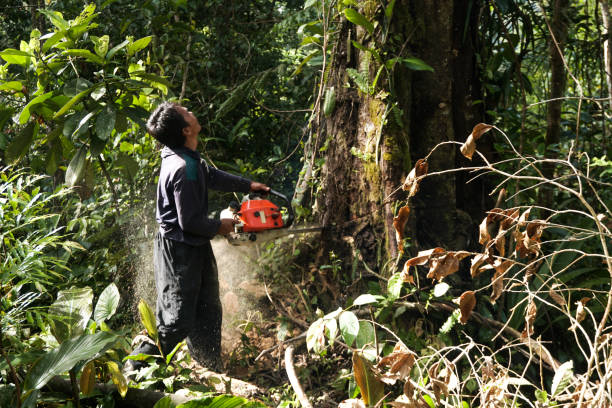 Best Tree and Shrub Care  in East Highland Park, VA