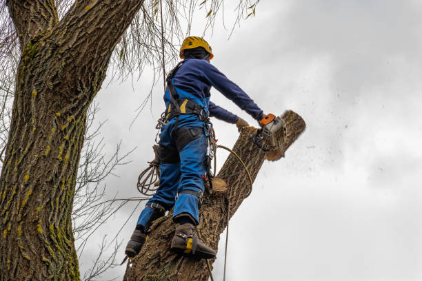 Best Aeration Services  in East Highland Park, VA