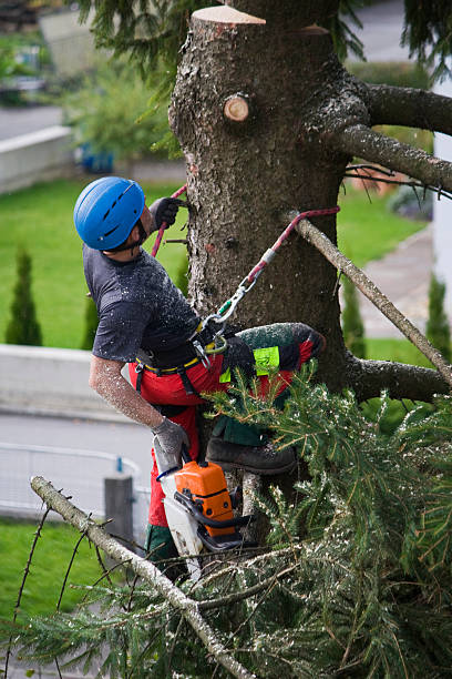 Best Tree Trimming and Pruning  in East Highland Park, VA