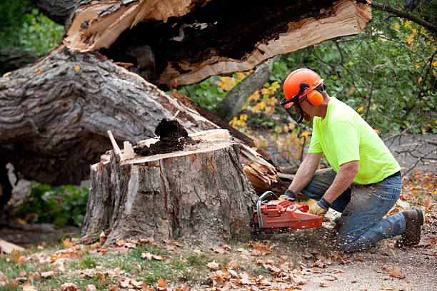 Best Tree Disease Treatment  in East Highland Park, VA