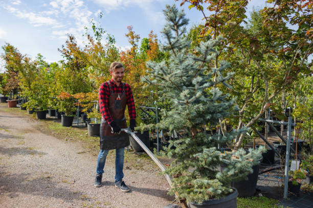 Reliable East Highland Park, VA Tree Services Solutions