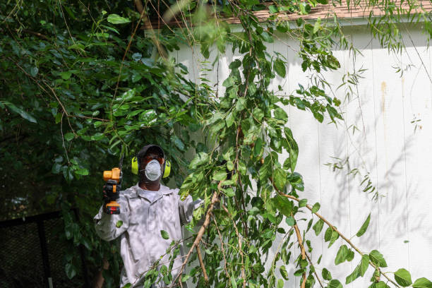 Best Root Management and Removal  in East Highland Park, VA