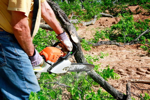Best Lawn Pest Prevention  in East Highland Park, VA