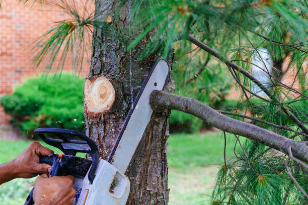 Best Palm Tree Trimming  in East Highland Park, VA