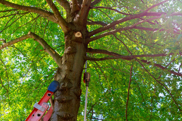 Best Emergency Tree Removal  in East Highland Park, VA